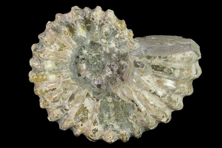 Bumpy Ammonite (Douvilleiceras) Fossil - Madagascar #134149